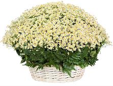 Цветочная композиция из Ромашки в корзине #REPLACE_PRED# Тихвине